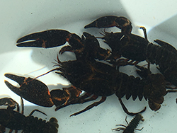 Closeup of white bucket with several crayfish.