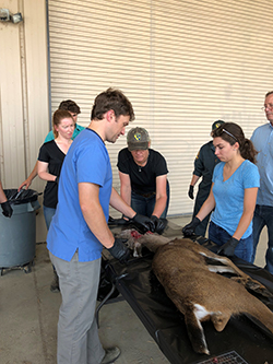Deceased deer on black tarped table surrounded by several people wearing black gloves and scrub shirts.