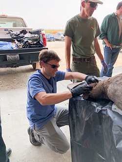 Man in sunglasses, gray pants and blue scrub shirt squatting next to black tarp covered table with black gloved hands on deceased deer resting on table. Two men stand nearby and pickup truck in background.