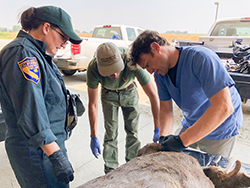 Man wearing gray pants, blue scrub shirt and black gloves with hands deceased animal. Two women stand nearby looking on; one in dark blue official CDFW uniform and other in green official CDFW uniform, both wearing hats.