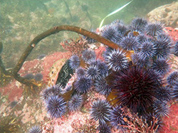 Several urchins clustered together covering large rock underwater with kelp stalk