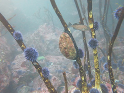 Several urchins and single abalone attached to kelp stalks underwater with large rocks in background
