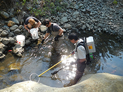 Three men in and alongside streambed.One man is in the water wearing a gray machine backpack while holding a long yellow rod with a round metal hoop at the end. Another man in the water is bent over holding a small net about the water. A third man crouches alongside the water on top of rocks peering into white bucket. Another white bucket is nearby.