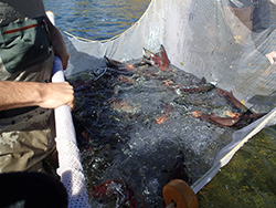 People holding white net in water with several kokanee salmon in net