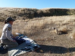 Woman in CDFW uniform kneeling on a blanket with tools while looking at a San Joaquin Kit Fox about 5 feet away