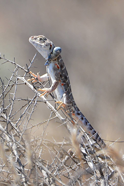 Lizard wearing a radio collar on a twig