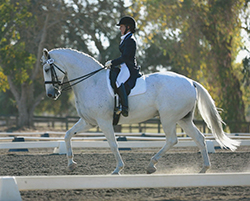 Woman dressed in dressage clothing riding white horse