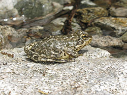 Frog resting on rock