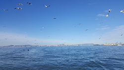Flocks of sea birds flying above large bay with boats, bridge, and hills in distant background