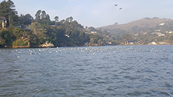 Hundreds of sea birds floating on water with docks and homes on hills in background.