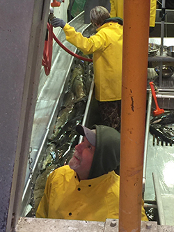 Two people in yellow rain jackets in hatchery facility alongside fish chute filled with fish.