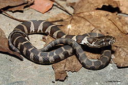 Brown and tan striped snake lightly curled on itself on top of leaves