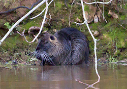 Large brown furry rodent  with long whiskers and small ears holding front paws to mouth and sitting in water at steep, mossy bankline