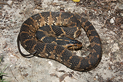 Dark brown and brown striped snake curled up on gray ground.