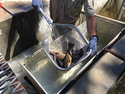 Person wearing blue gloves holding net with fish over metal basin with water.