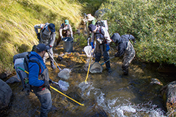 Seven people in waders and machine backpacks holding nets and yellow poles in stream.