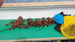 One large spiny lobster and four smaller lobsters lined up on green mat on side of boat.