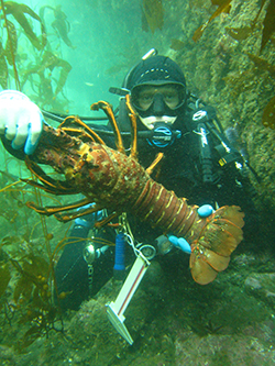 Scuba diver next to rocks and kelp underwater holding up spiny lobster and calipers.