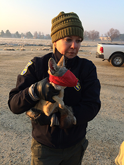 woman wearing black jacket and green beanie hat holding small san joaquin kit fox with red face mask