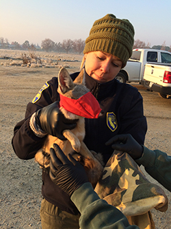 woman wearing black jacket and green beanie hat holding small san joaquin kit fox with red face mask. Also pictured are another person's black gloved hands and camo jacket covered arms reaching out to kit fox.