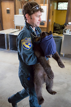 Man in blue CDFW uniform carries small bear with large mask covering bear's face