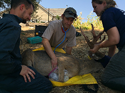 Large restrained male deer laying on yellow tarp outside while woman holds head and antlers as man places stethoscope over deer's heart and another man looks on.