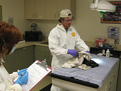 Laboratory with table covered in blue towel with oiled bird wrapped in towel held by man wearing white coveralls, white hat, glasses, and purple gloves. Woman also standing with mask, white coveralls, blue gloves, holding a clipboard and pen.