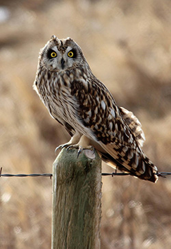 Owl perched on wooden fence post for barbed wire fence.