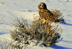 Owl on snow-covered ground with low bush in foreground