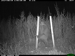 Trail cam image of a porcupine between two upright posts at night