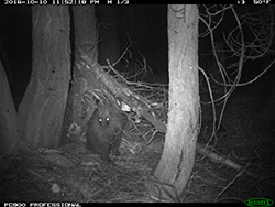 Trail cam image of a porcupine on ground amongst trees at night