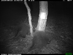 Trail cam image of two porcupines near tree at night