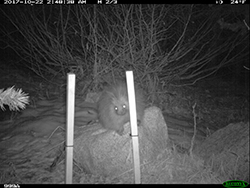 Trail cam image of a porcupine on top of rock behind two upright posts at night
