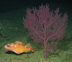 Orange fish with very few white dots in dorsal region underwater next to large pinkish red sea plant 