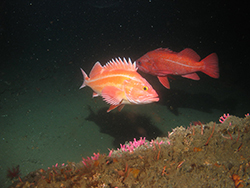 Red and orange fish with spiny dorsal fin underwater. Red fish in background.