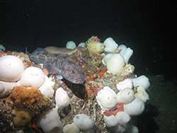 Gray speckled fish underwater on top of rock covered in round white anemone