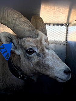 Bighorn sheep with blue ear tag and collar