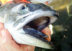Close up shot of salmon with mouth open wide while held in hand
