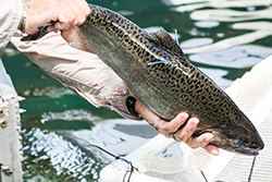 Salmon with blue tracking device held above white net over water