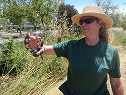 Woman in straw hat, sunglasses, and green shirt holding up a brown and cream colored snake.