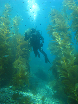 Scuba diver underwater with kelp forest and small fish surrounding.