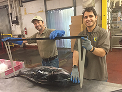Two smiling men wearing gloves holding up large calipers above large fish laying on table.