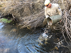Man in Department of Fish and Wildlife uniform standing in stream pouring rocks into stream from large bucket