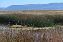 Wetland with tule grass in foreground and mountains in background.
