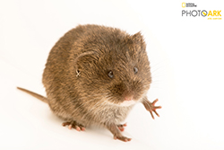 Small brown rodent on white background