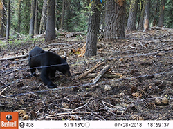 Trail cam photo of black bear in wooded area approaching barbed wire fence