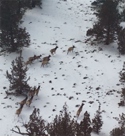 overhead view of 7 elk running in the snow with trees