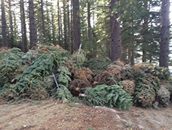 Large pile of old christmas trees on dirt with live tree forest in background.