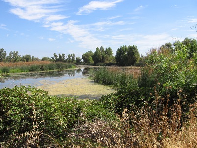 Freshwater reservior with a bloom of blue-green algae forming a mat.