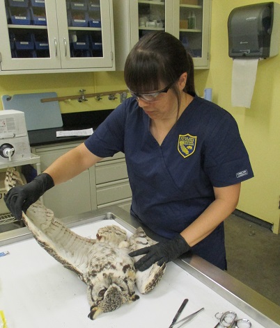 biologist examining a great-horned owl carcass